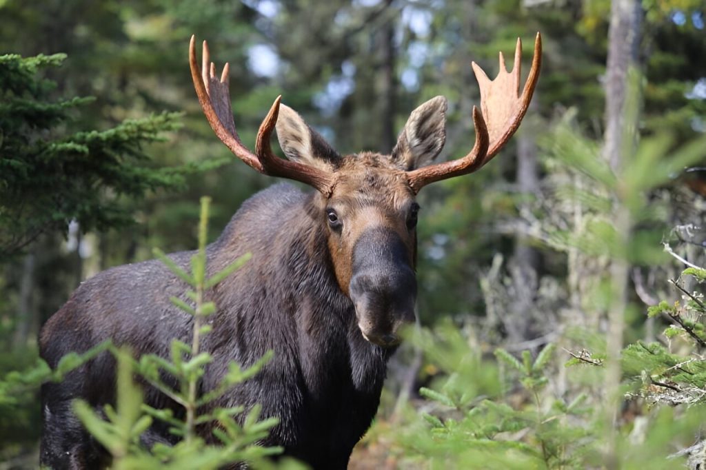 Study sheds light on the decline of Minnesota’s moose population