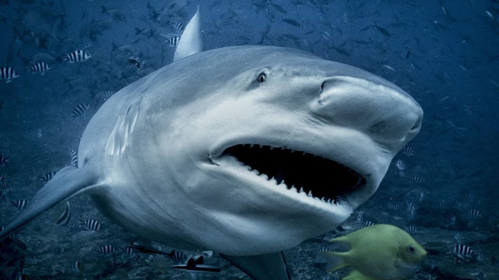 Scientists have figured out when the biggest bull sharks are