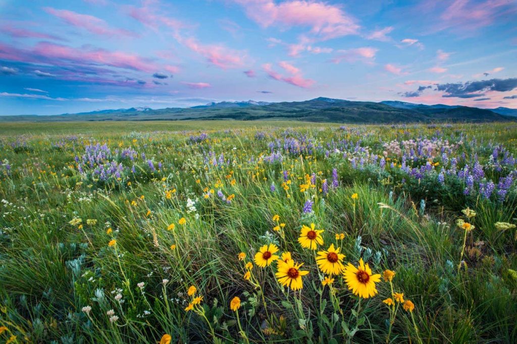 Can massive solar power expansion regenerate the US’s iconic prairies?