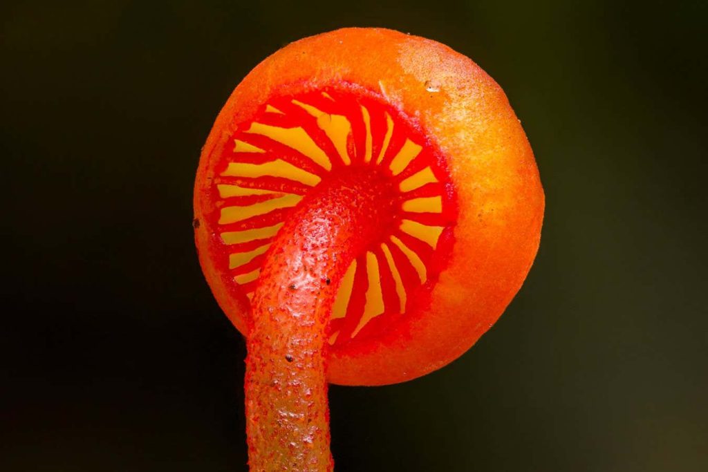 Fascinating photos of fungi show their diversity