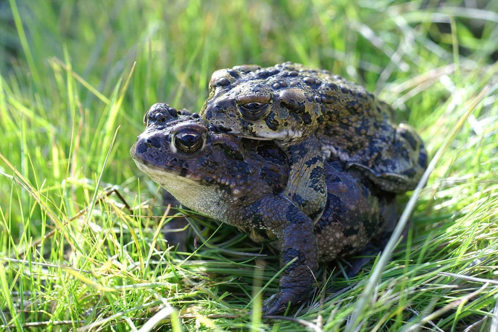 Frogs have been trying to mate with odd things for