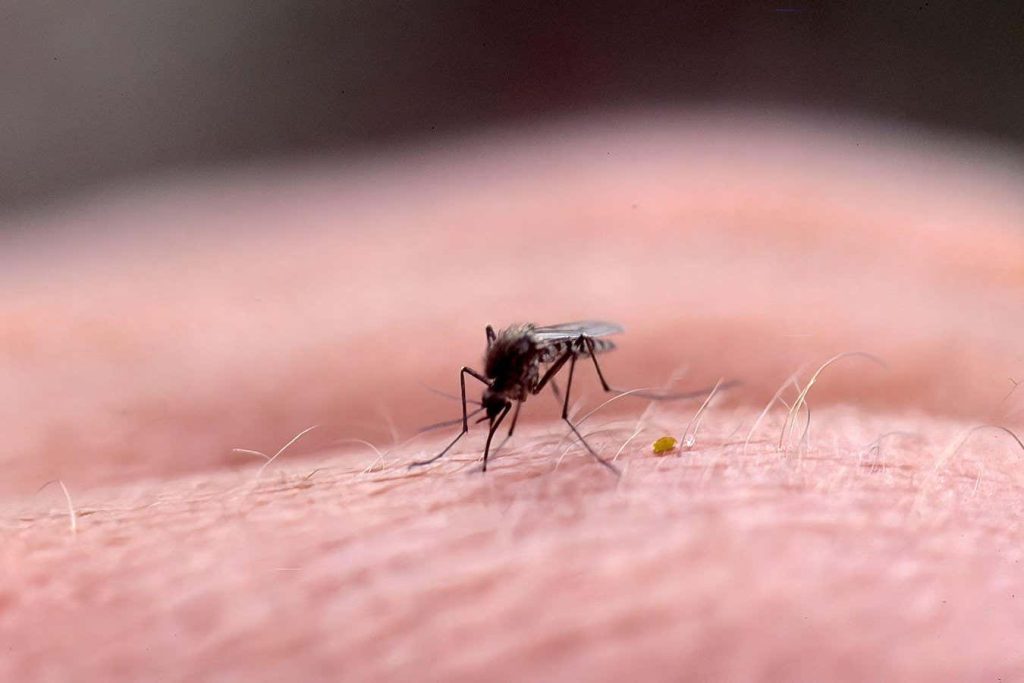 Mosquitoes dodge efforts to swat them by surfing a wave