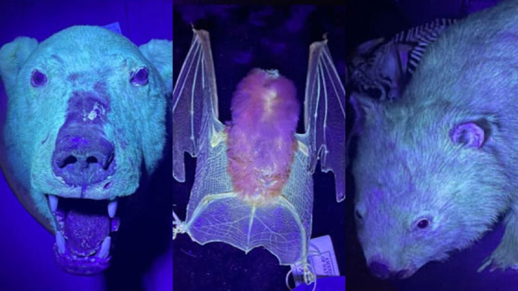 Loads of mammals — including cats — glow under UV