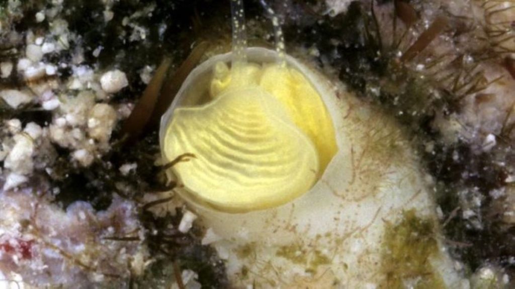 Bright yellow sea snail named ‘margarita’ in honor of late