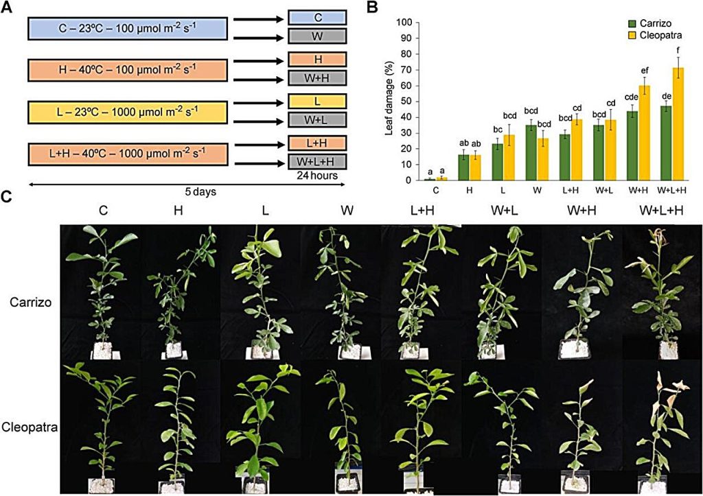 Multifactorial stress in citrus: Divergent responses of Carrizo and Cleopatra