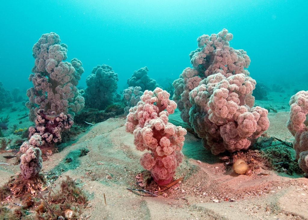 New research findings: Understanding the sex life of coral gives