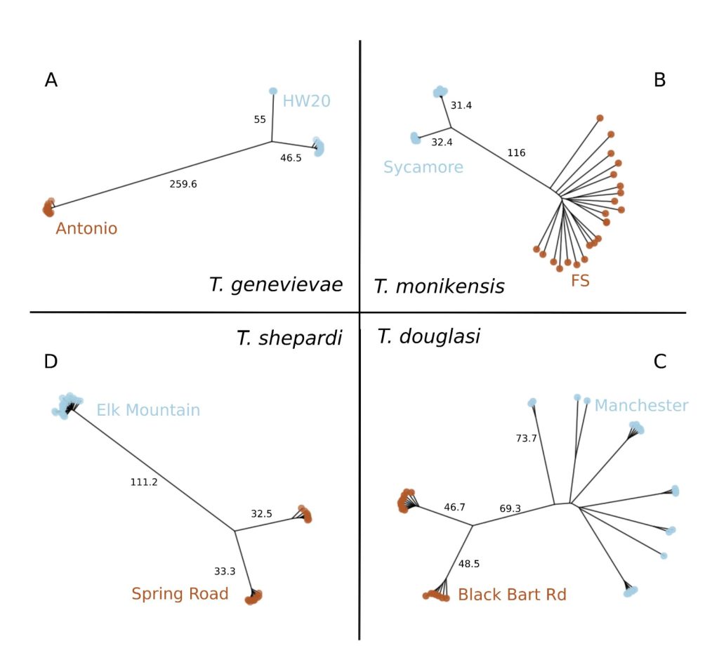 Some stick insects that normally reproduce through parthenogenesis found to