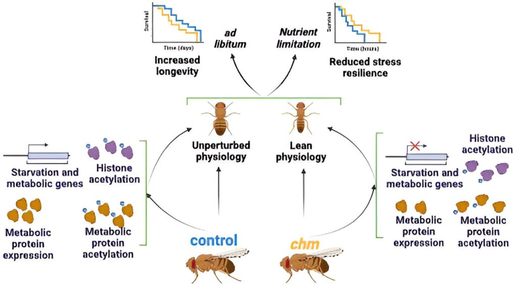 Sometimes beneficial, sometimes damaging: The double role of the enzyme