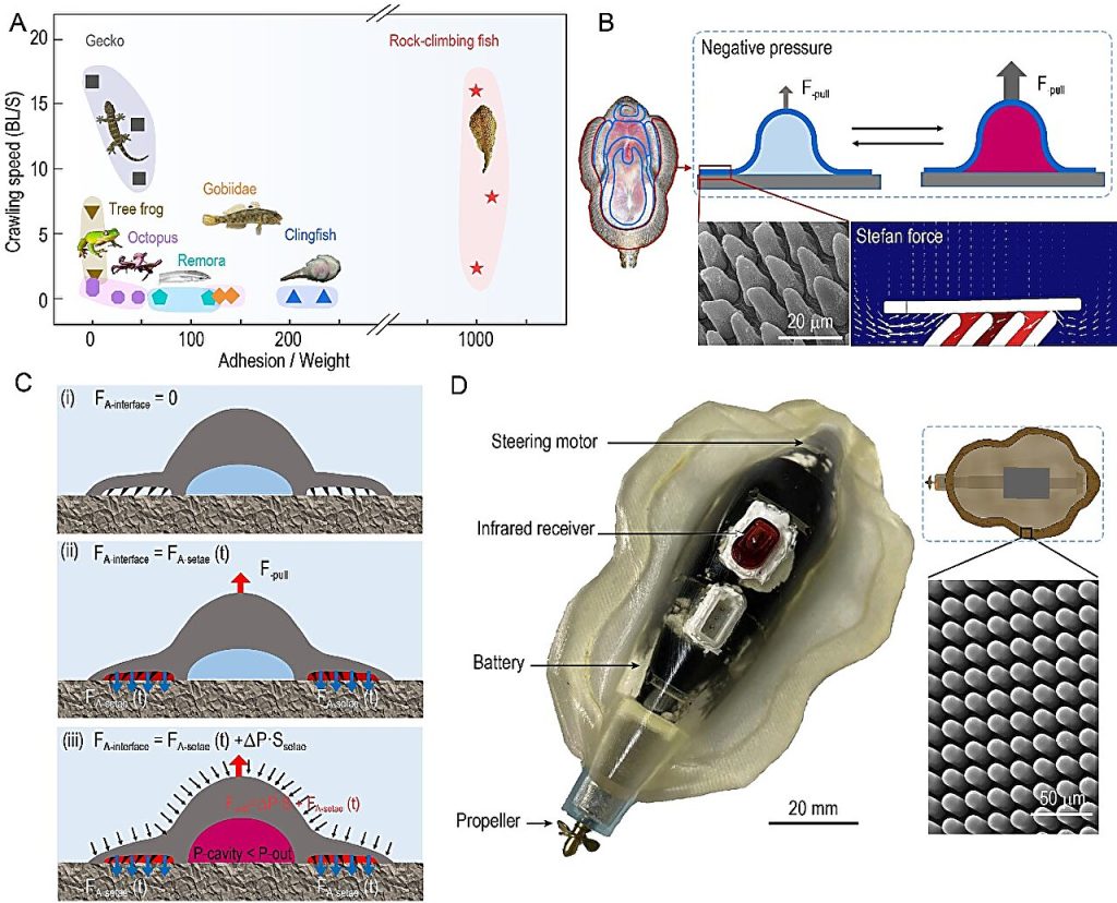 Unveiling the aquatic marvel: The rock-climbing fish and its adhesion-sliding