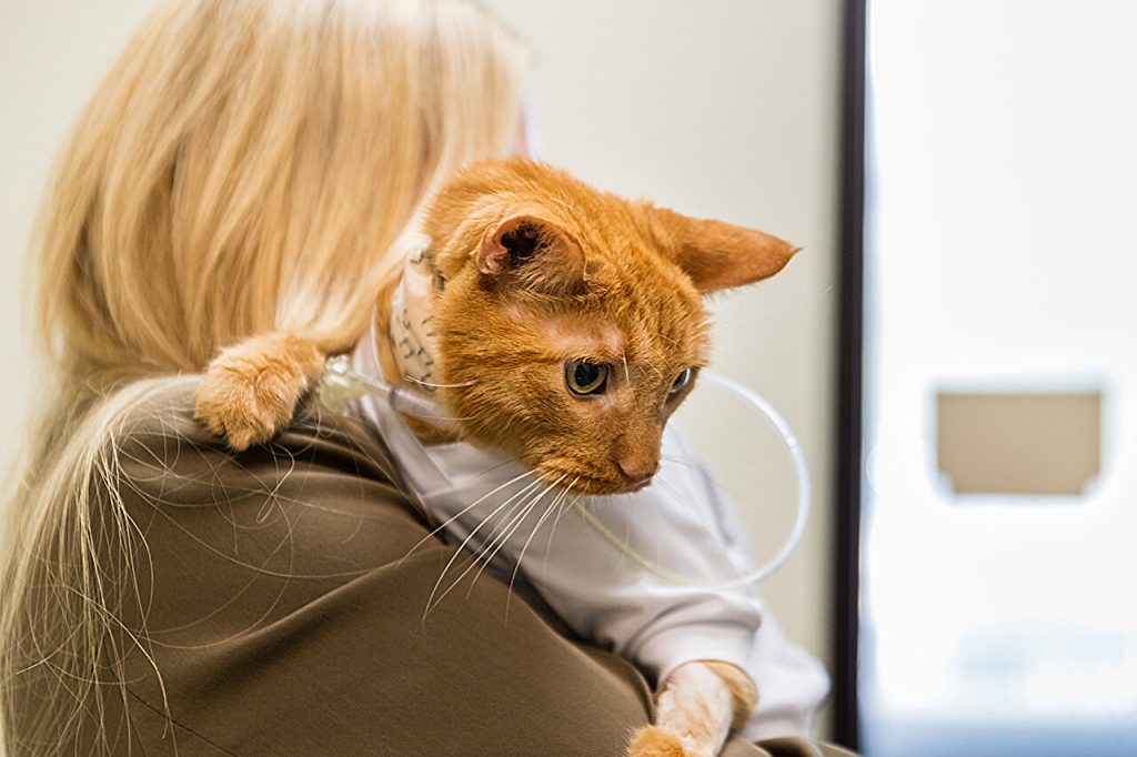 Veterinarians use little devices to make giant impact on cat’s