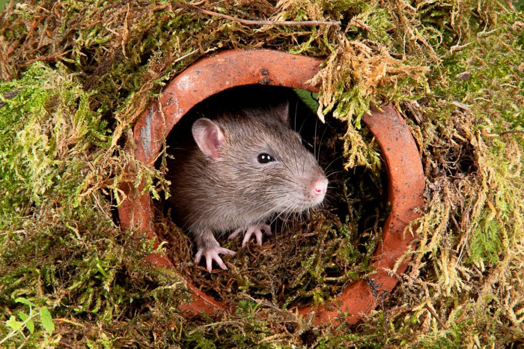 Rats Use the Power of Imagination to Navigate and Move