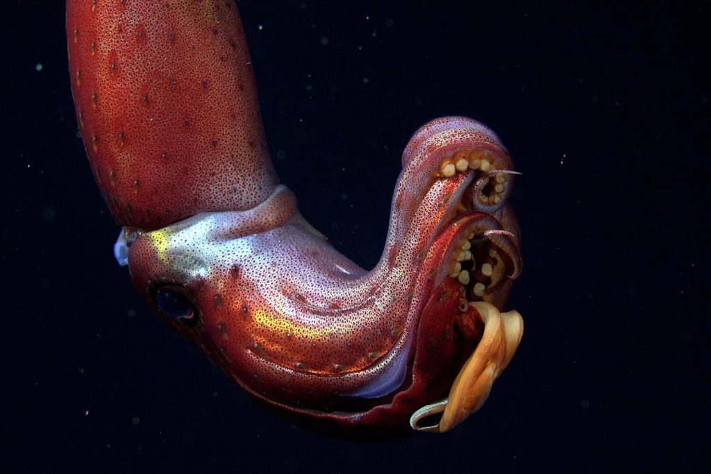 Mysterious Galápagos Reefs Harbor Strawberry Squid and Other Fantastic Creatures