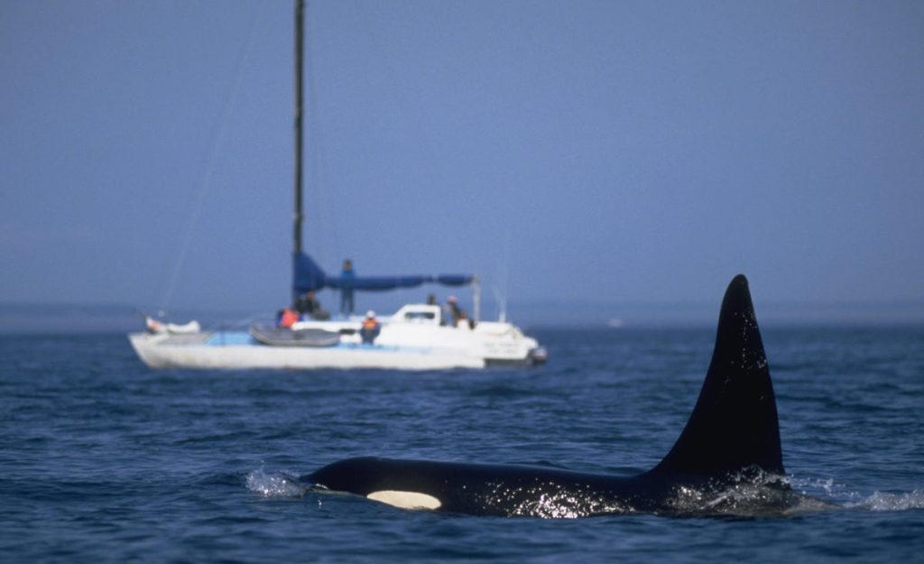 Orcas Are Learning Terrifying New Behaviors