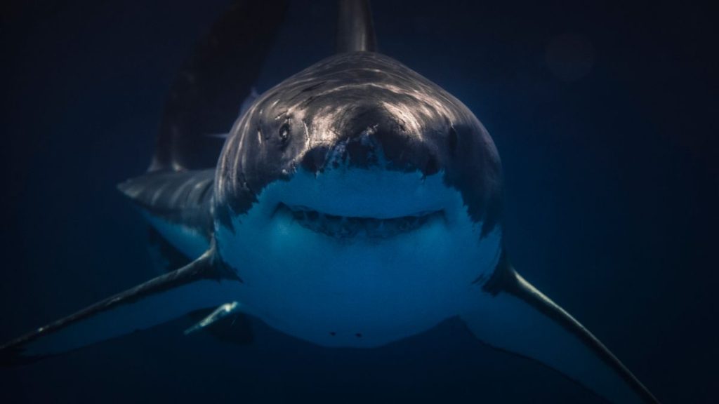 Great white sharks are hanging out in the twilight zone