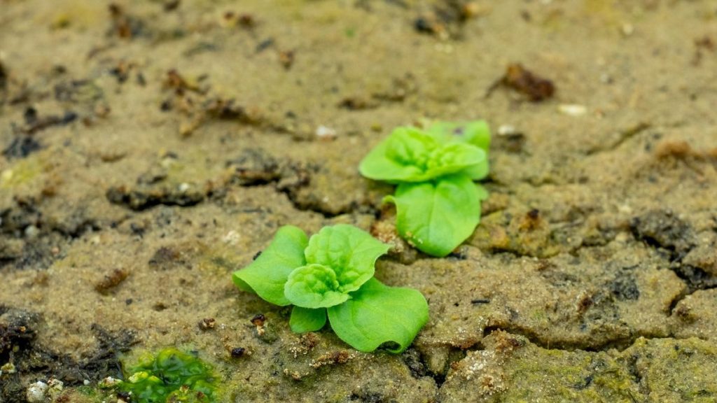 Mysterious hybrid species discovered hiding among 144-year-old ‘zombie seeds’ from