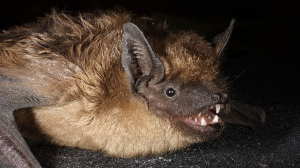 Bats with weirdly giant penis have sex for up to