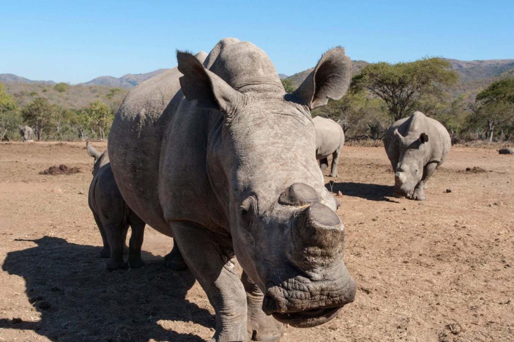 Huge rewilding project will release 2000 white rhinos across Africa