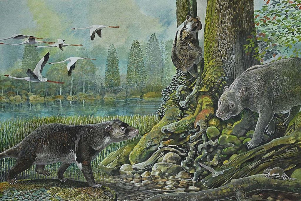 Ancient mini koala may help solve mystery of early marsupial