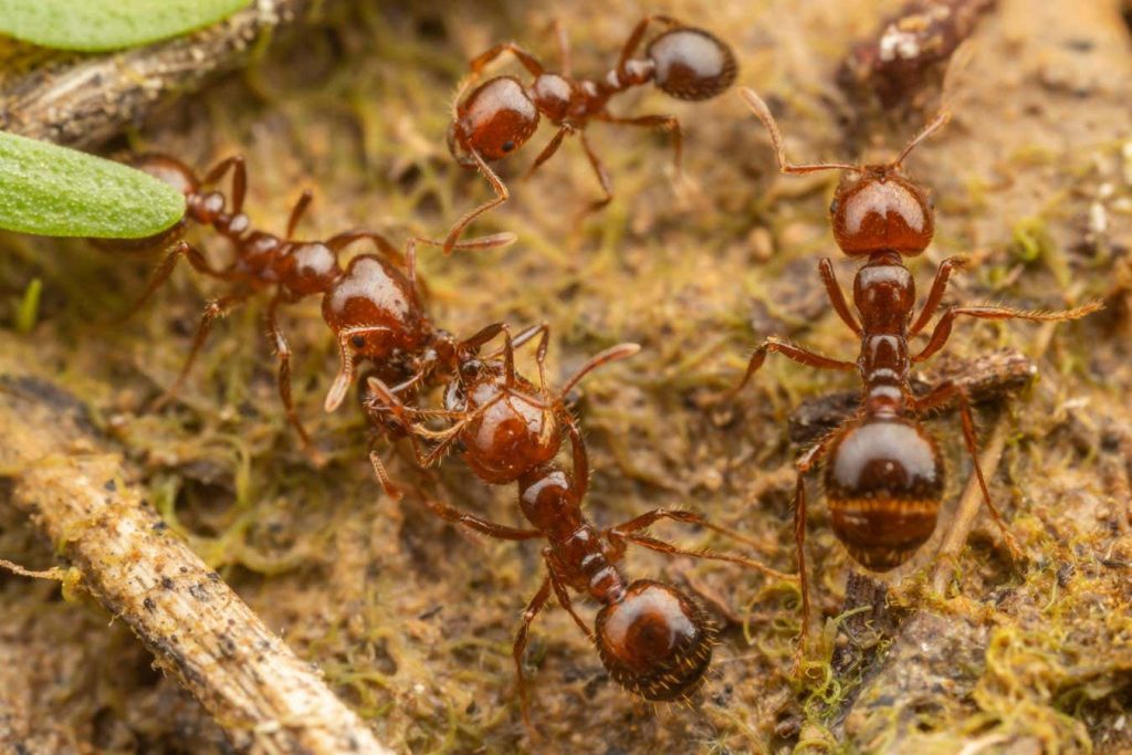 Red imported fire ants with painful bites have taken hold