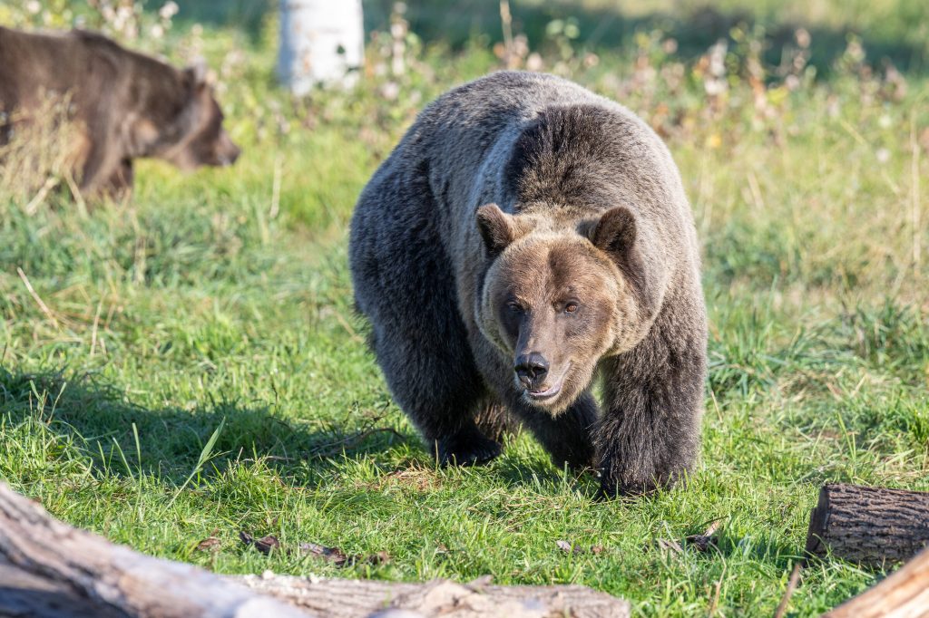 Bear genes show circadian rhythms even during hibernation