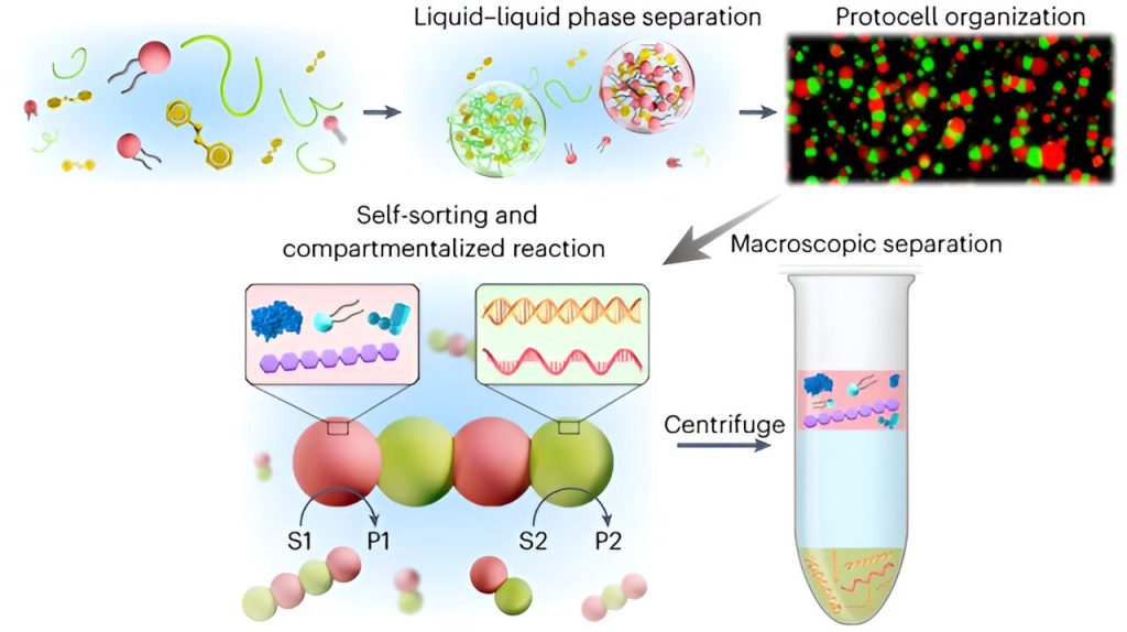 Researchers develop self-sorting coacervates for high-order protocell networks