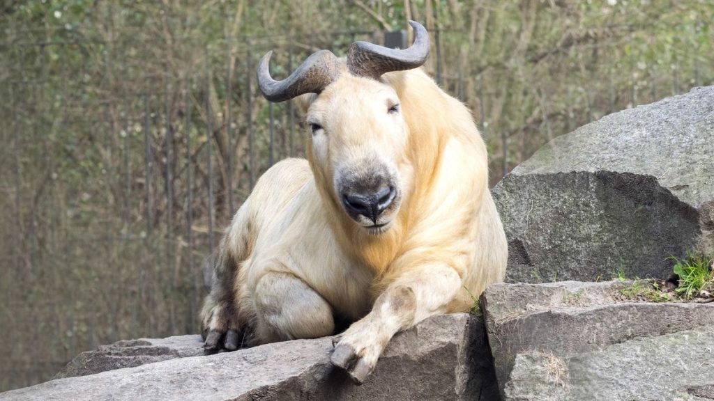 Takins: Strange, mountain-dwelling mammals with mythical golden fleeces