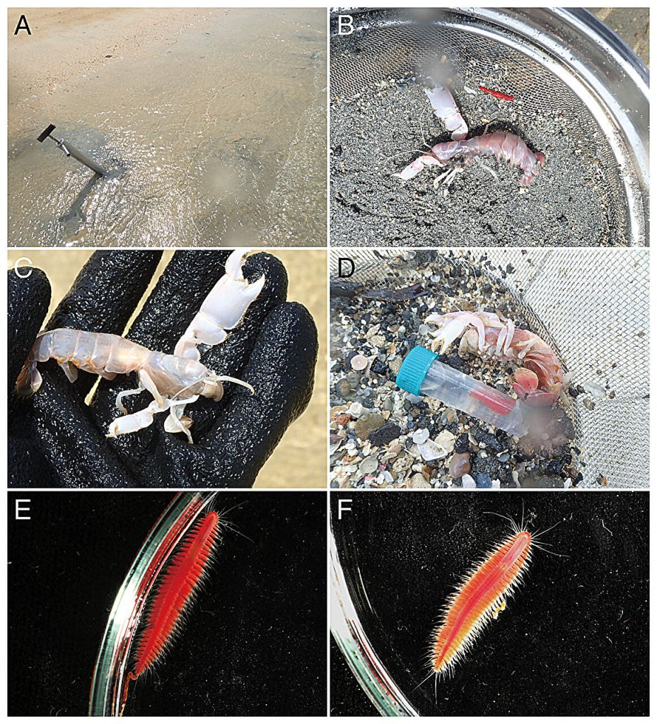 Two new species of worms discovered off Japan’s Ryukyu Islands