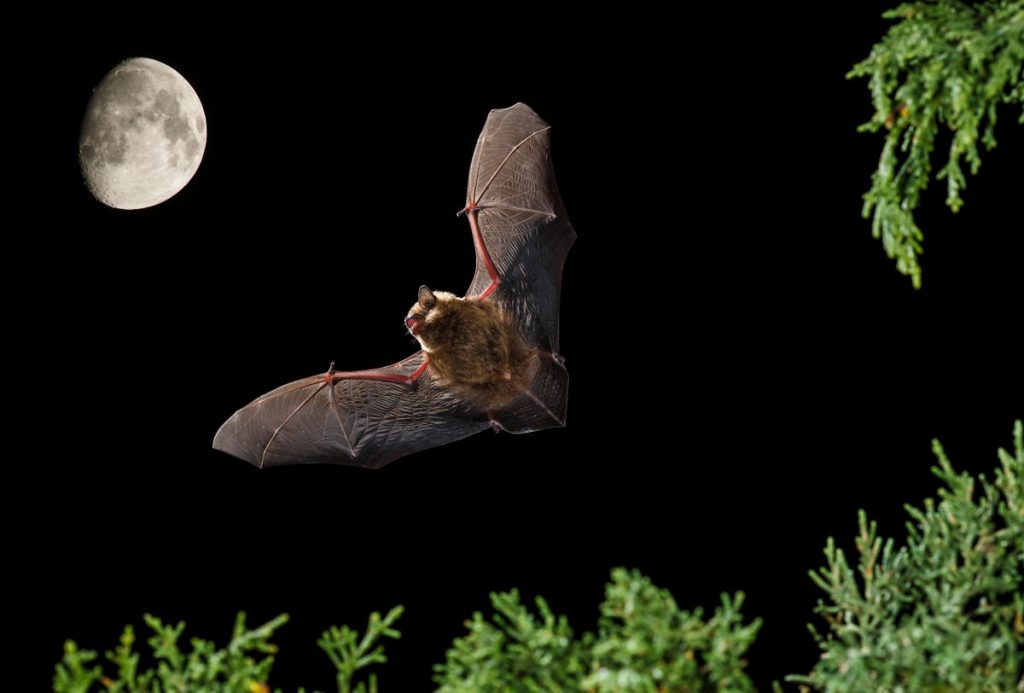 This Bat Uses Its Oversized Penis as an ‘Arm’ during