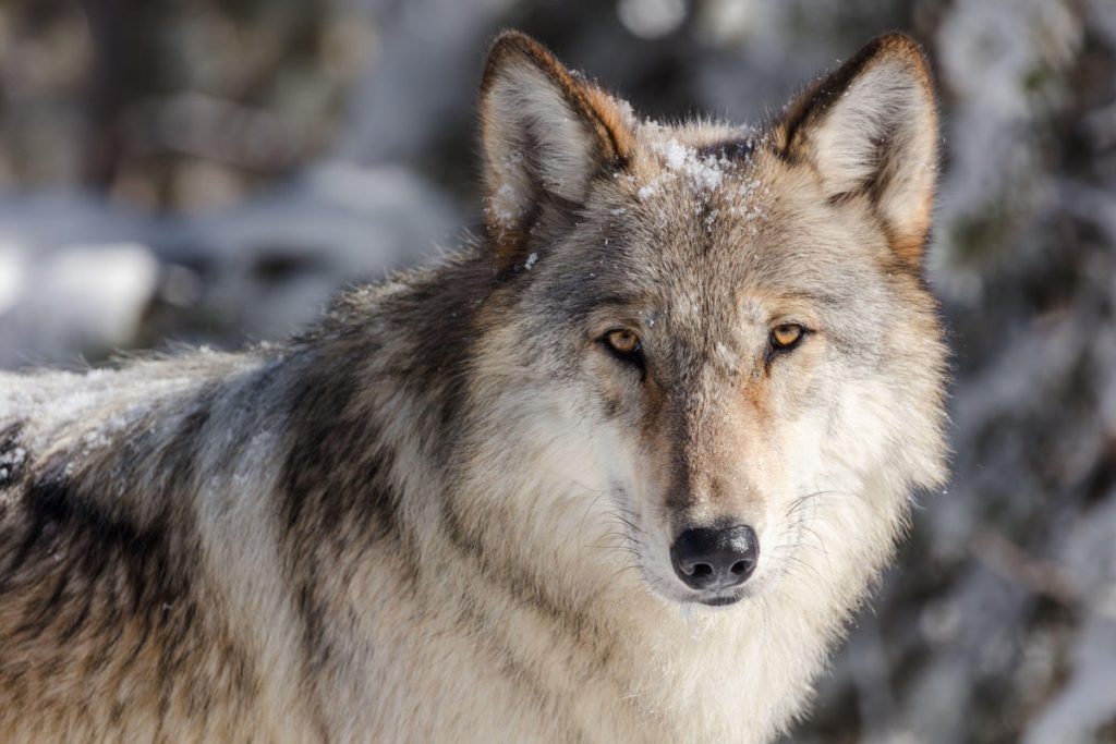 Wildfire Brought Wolves Back to Southern California after 150 Years