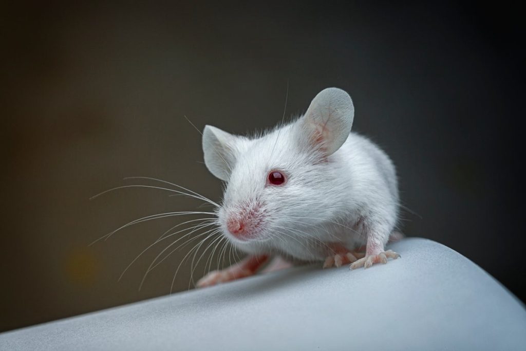 First Atlas of Every Mouse Brain Cell Could Improve Neuro