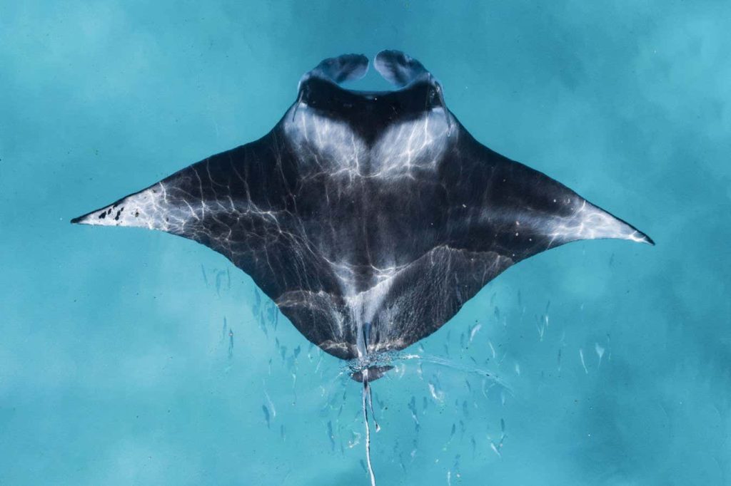 See this award-winning shot of a reef manta ray taken