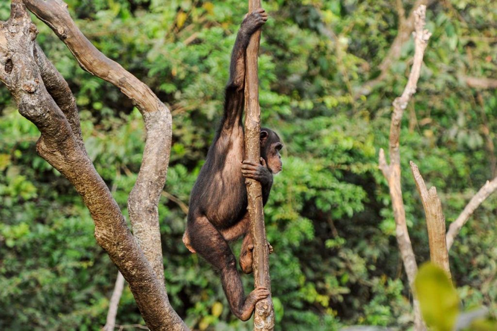 Our ultra-mobile arm joints may have evolved for climbing down