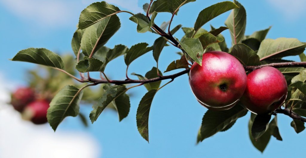 Flowering in ‘Honeycrisp’ apple shows that spurs are semiautonomous organs