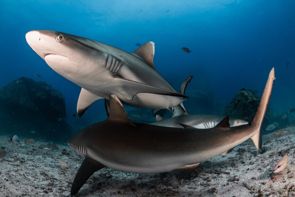 Resting gray reef sharks change what we know about how