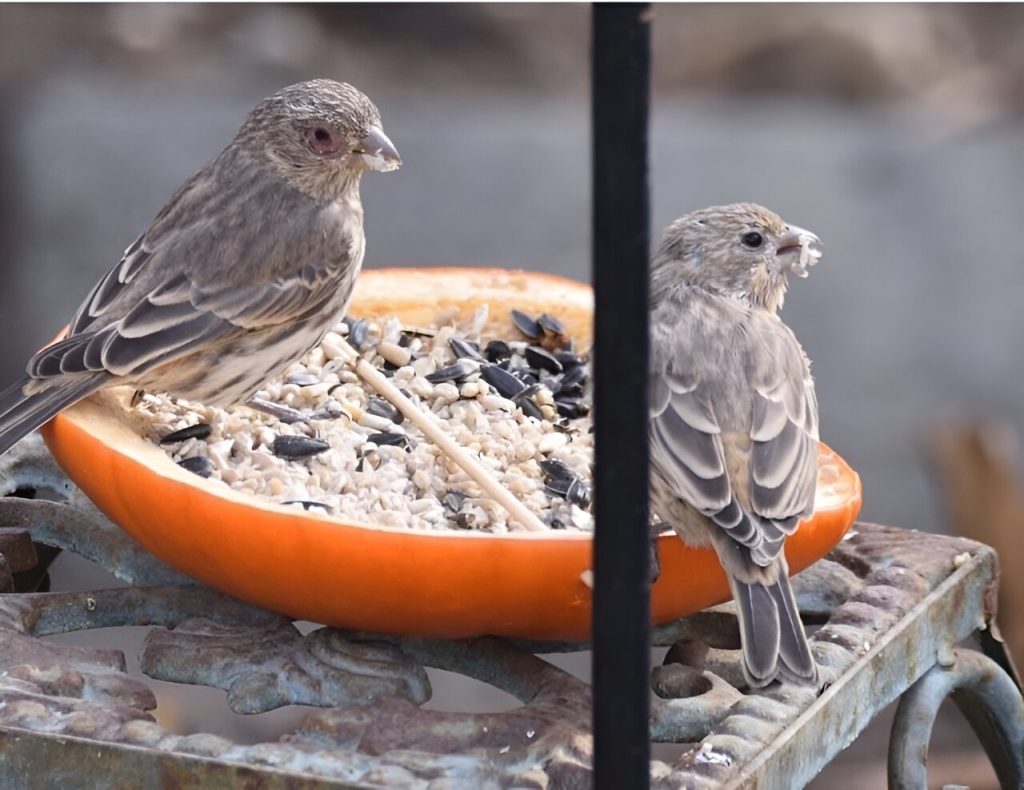 Forget social distancing: House finches become more social when sick