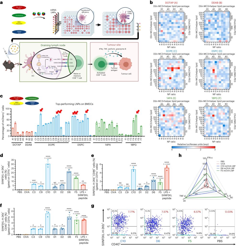 Nanoparticles amplify potential cancer vaccine power