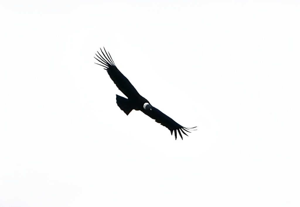 Once the enemy, majestic condor wins hearts of Colombian farmers