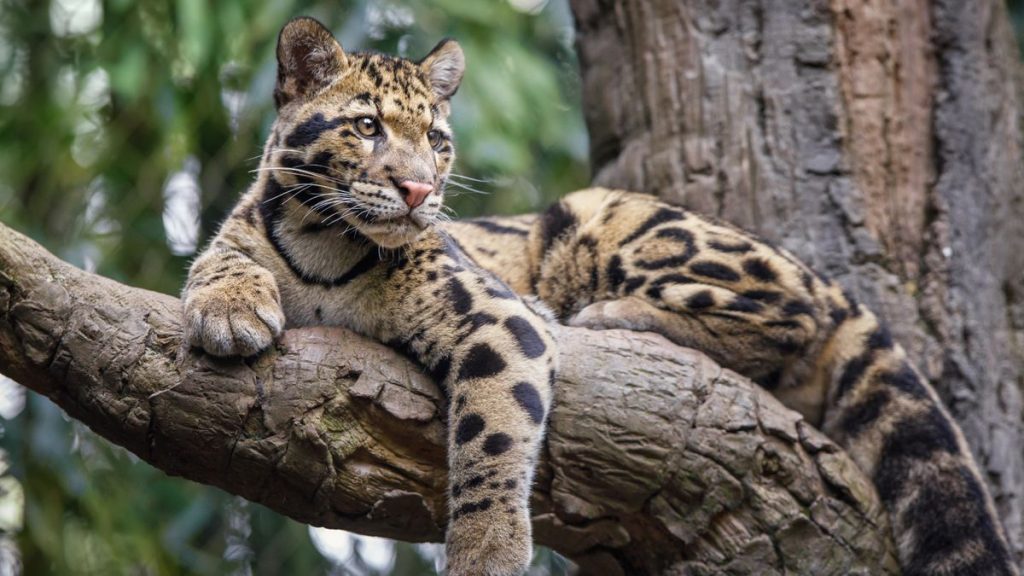 Clouded leopard: The cat with saber-like teeth that can walk