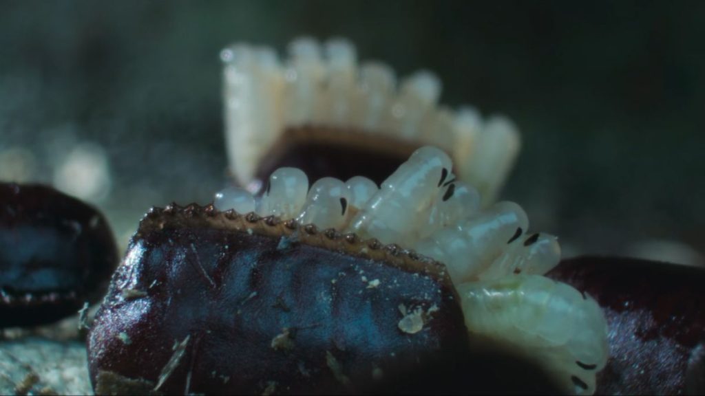 Watch translucent cockroach babies burst from their egg cases in