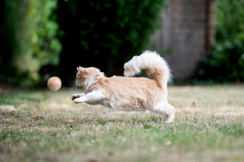 Cats Play Fetch, Too-But Only on Their Own Terms