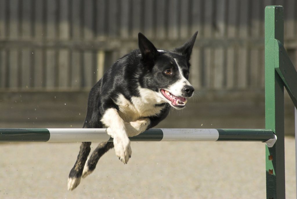 Dog ‘Language Geniuses’ Are Rare but Apparently Real