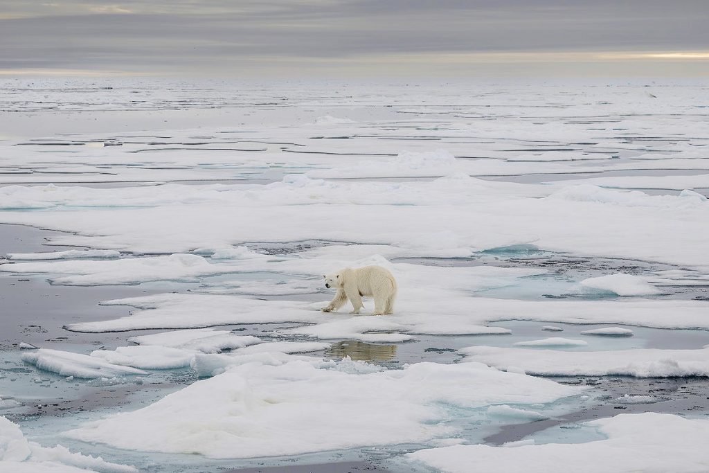 From Wildfires to Melting Sea Ice, the Warmest Summer on