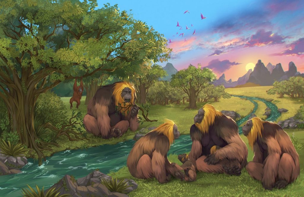 What Killed the Largest Known Ape Species Ever?