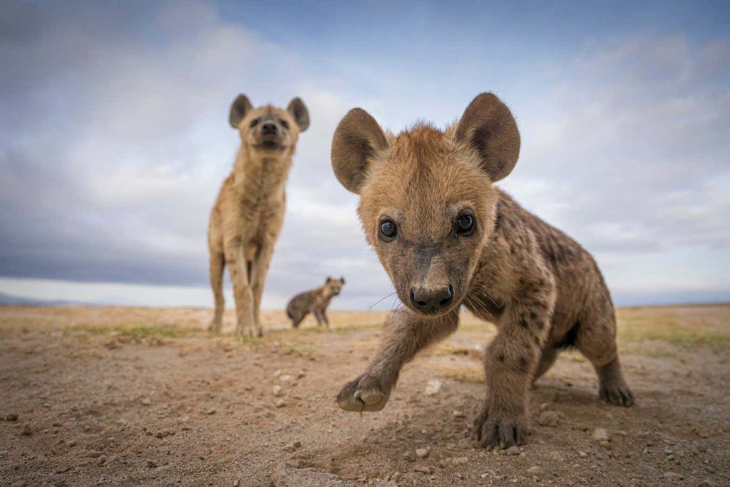 The best animal photos of 2023, from hyenas to southern