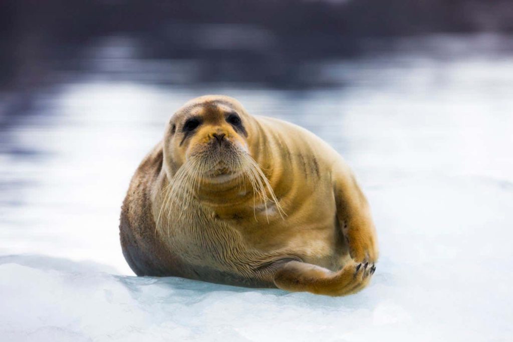 Arctic seals have weird bones in their noses that help