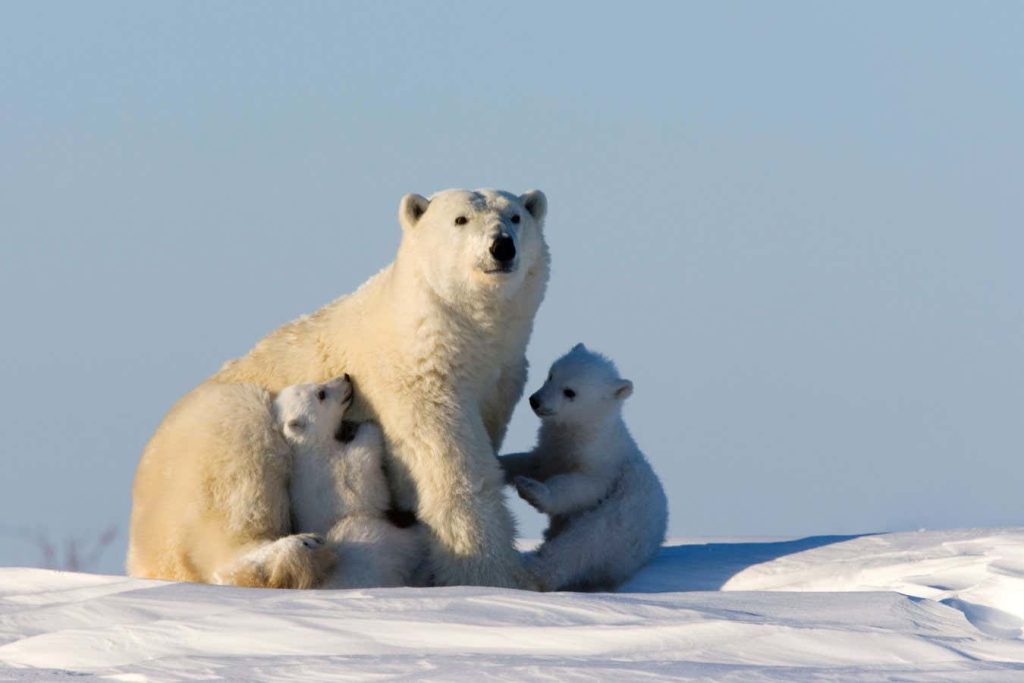 Sweater that mimics polar bear fur may keep you warm