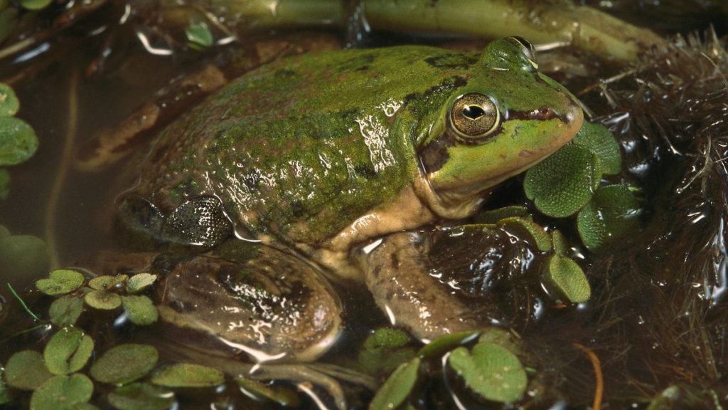 Paradoxical frog: The giant tadpole that turns into a little