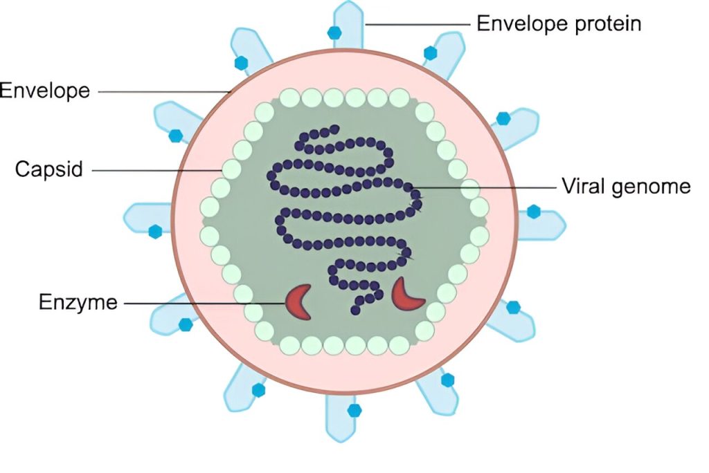 Viruses aren’t always harmful