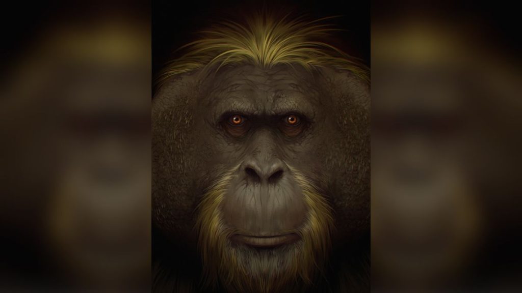 Giganto, world’s largest ape, went down poor evolutionary path toward