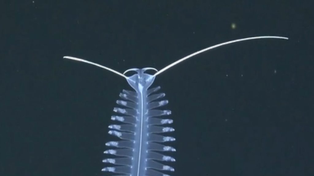 Watch hypnotizing footage of mysterious deep-sea worm ‘dance like nobody’s